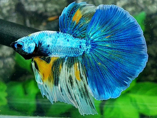 Skyblue Fancy Halfmoon Male 50% off