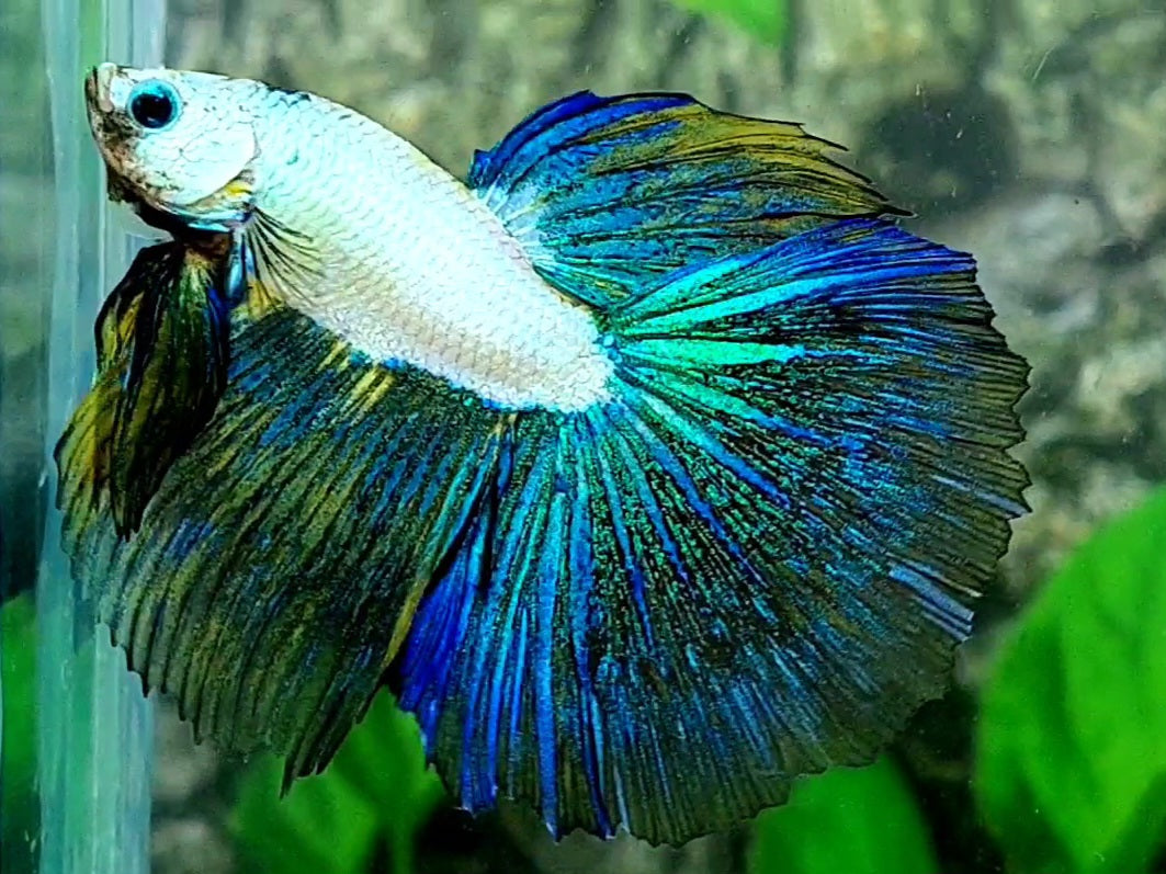 Whitescale Fancy Butterfly Halfmoon Male