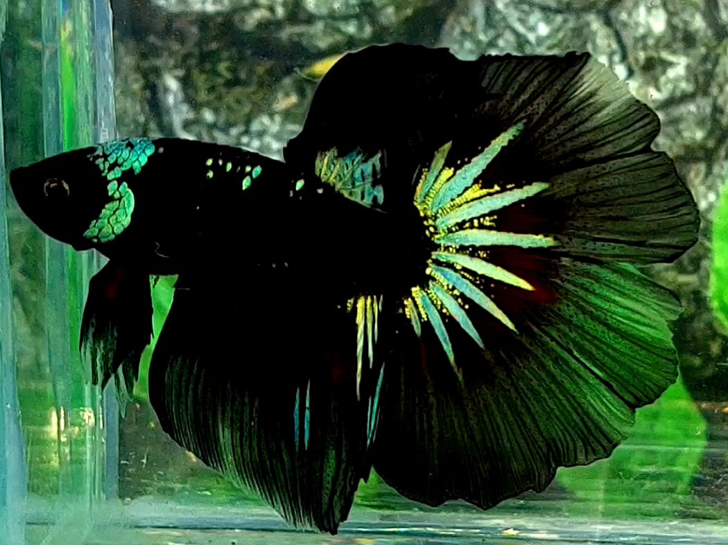 Black Green Galaxy Startail Halfmoon Male