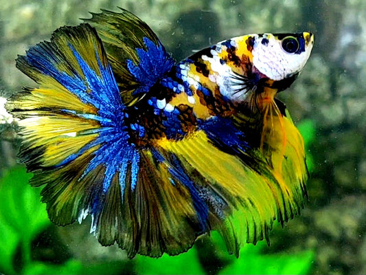 Yellow Tiger Galaxy Rosetail Over Halfmoon Male