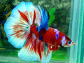 Red Barongsai Lion Dance Halfmoon Male