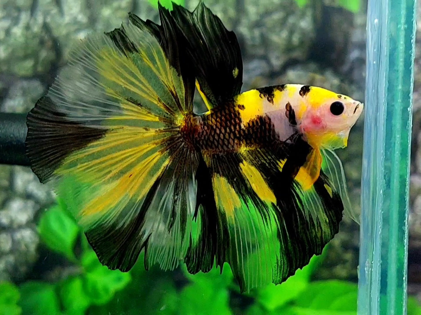 Yellow Black Marsupilami Halfmoon Male