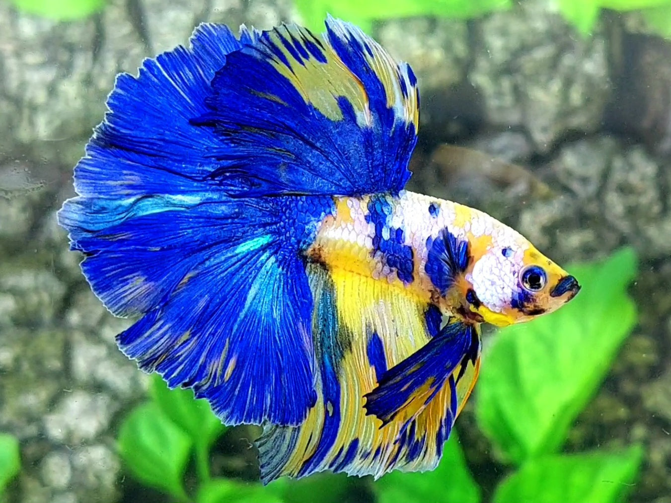 Yellowbase Blue Galaxy Halfmoon Male