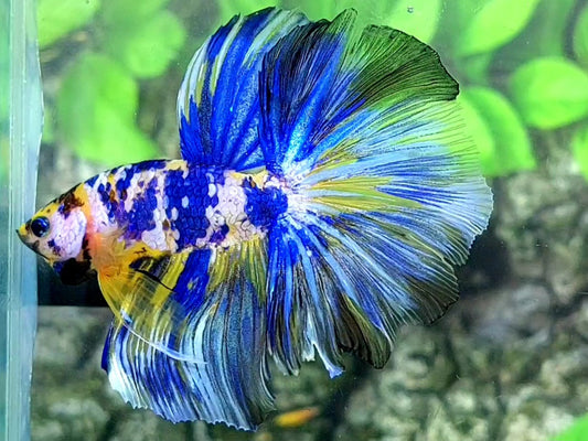 Yellow Blue Galaxy Halfmoon Male