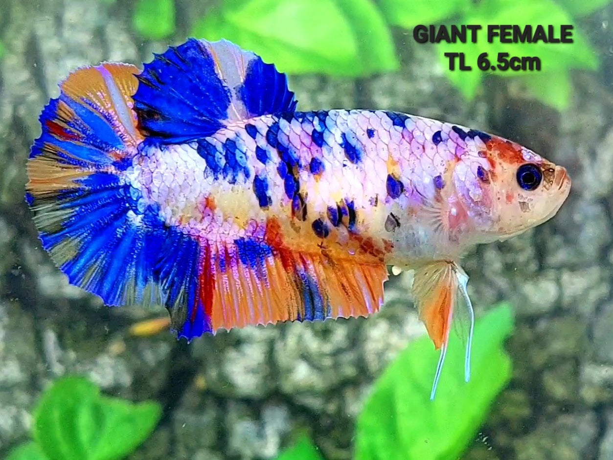 Multicolor Pink Blue Candy Galaxy GIANT HMPK Female