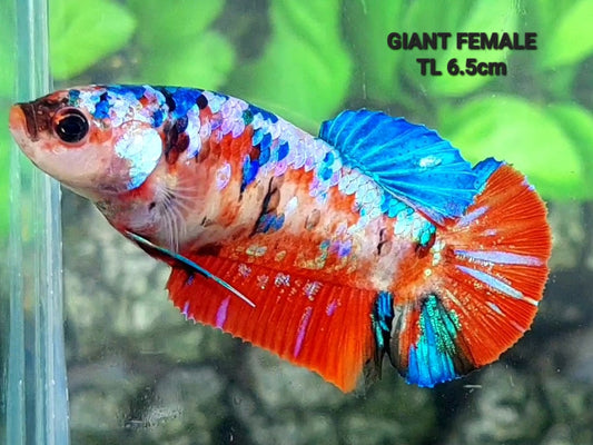 Multicolor Galaxy GIANT HMPK Female