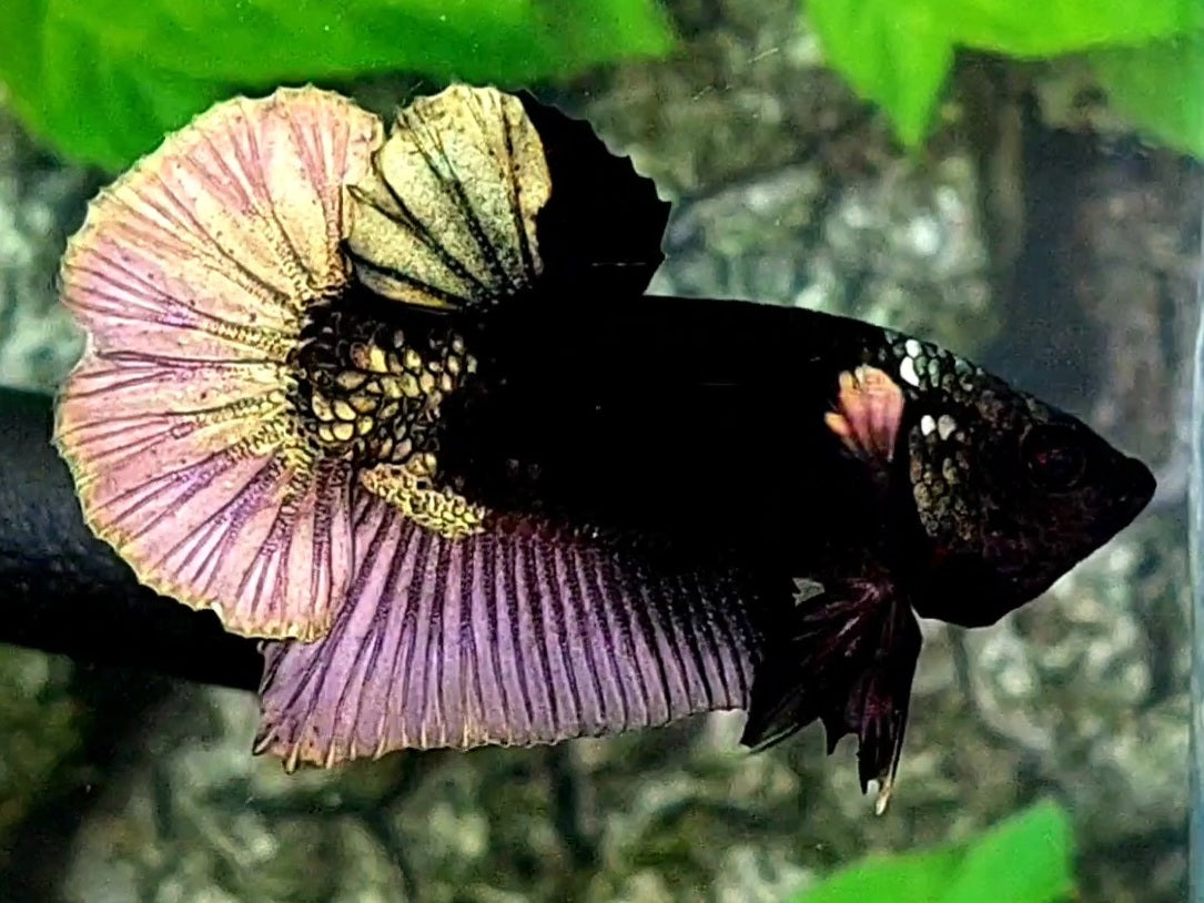 Copper Purple Gold Black Light HMPK Male