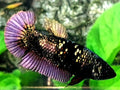 Copper Purple Gold Blackstar HMPK Female For Sorority / Breed