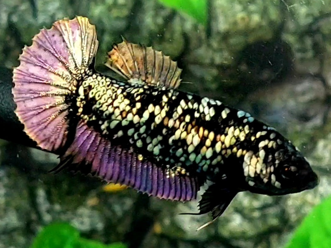 Copper Purple Gold Blackstar HMPK Female For Sorority / Breed