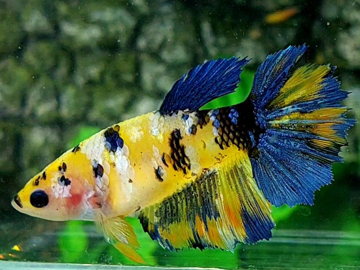 Yellow Grey Tiger Galaxy Halfmoon Female For Sorority / Breed