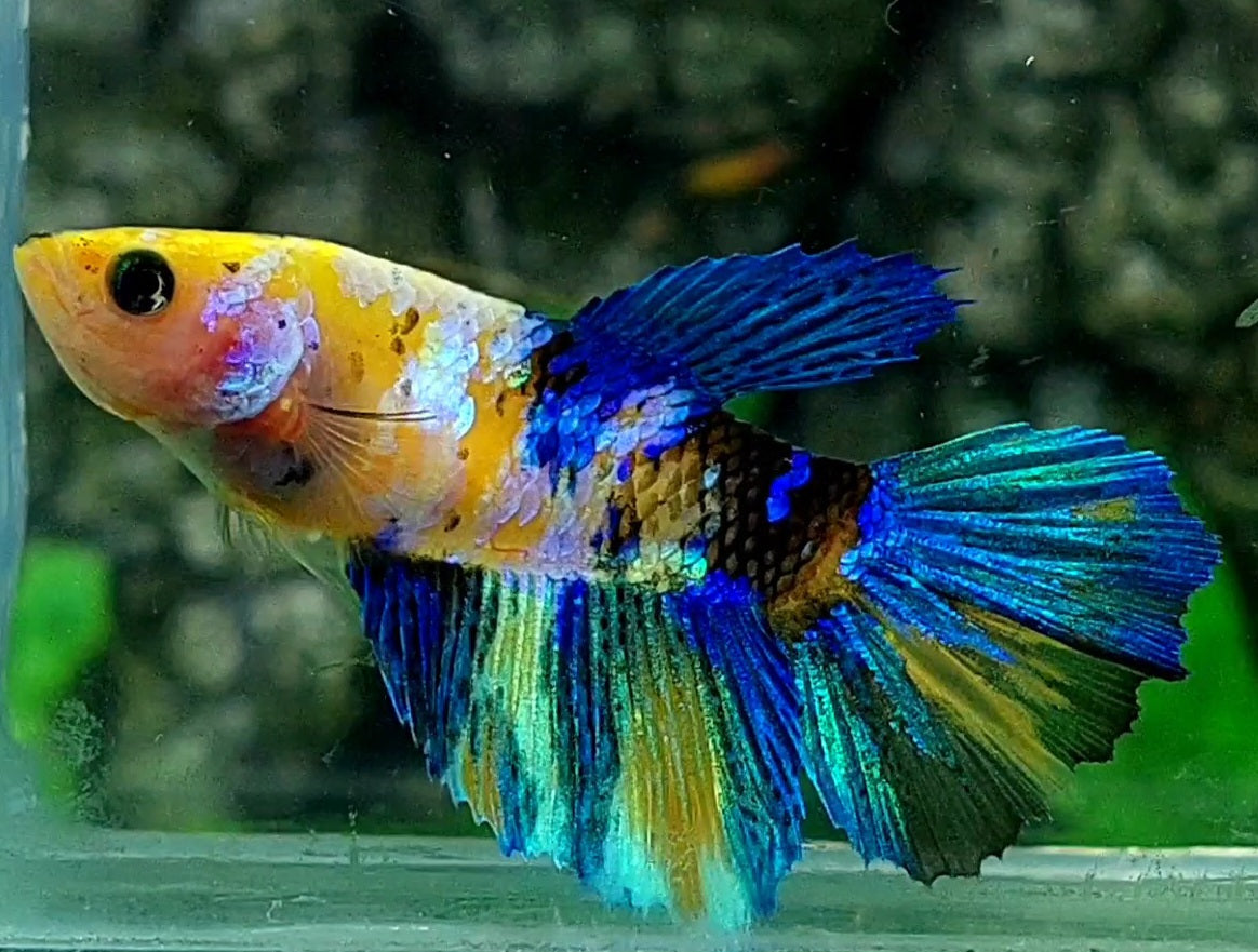 Multicolor Yellow Blue Pink Galaxy Halfmoon Female For Sorority / Breed