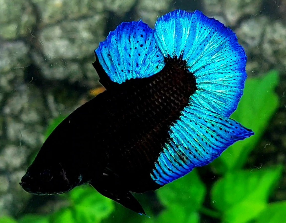 Turquoise Blue Black Light HMPK Male 50% off