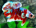 Red Barongsai Lion Dance HMPK Male 50% off