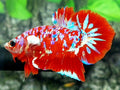 Red Barongsai Lion Dance HMPK Male