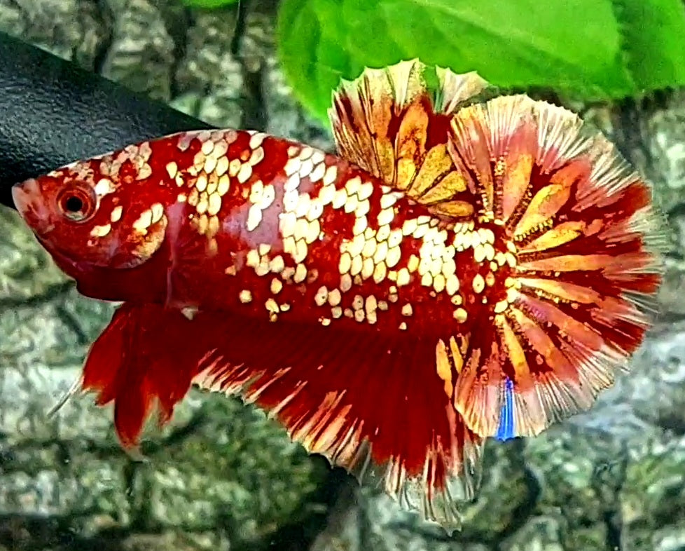 Red Koi Gold Galaxy Over HMPK Male