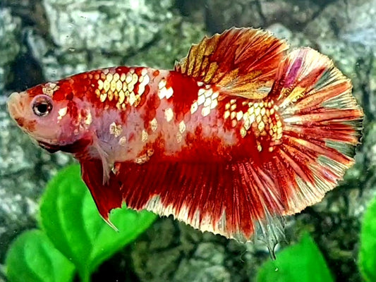 Red Koi Gold Galaxy HMPK Male 50% off