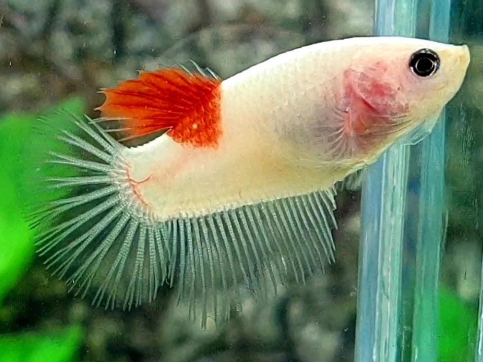 Tancho Koi Halfmoon Female For Sorority / Breed