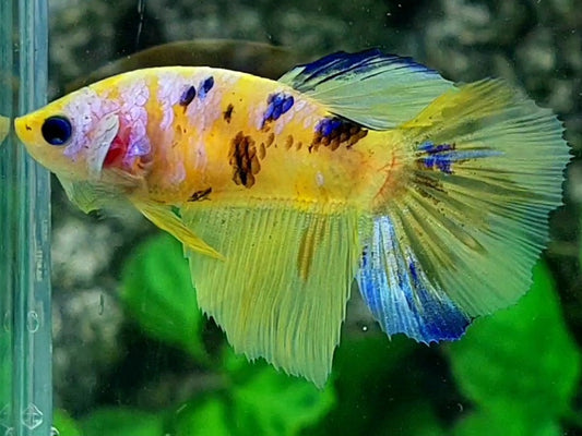 Yellow Tiger Pink Galaxy Halfmoon Female For Sorority / Breed