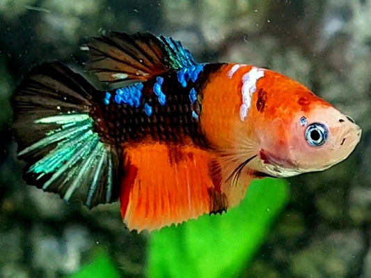 Monkey Face Black Orange Koi Galaxy Halfmoon Female For Sorority / Breed 50% off