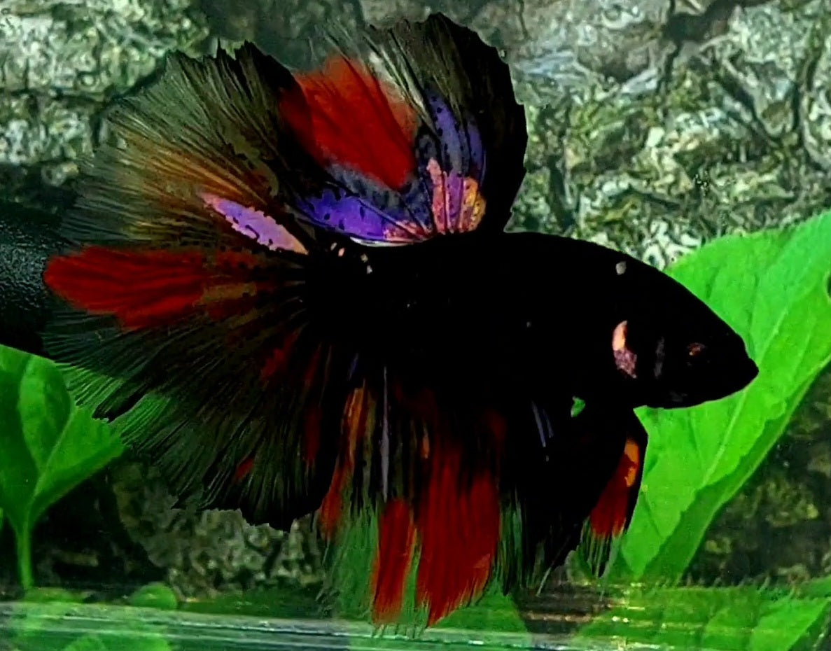 Black Multicolor Candy Halfmoon Male