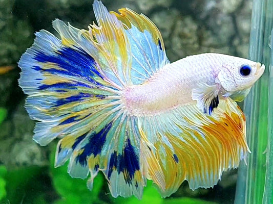 Whitescale Yellow Fancy Rosetail Halfmoon Male