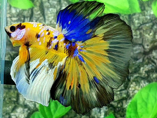 Multicolor Yellow Tiger Galaxy Halfmoon Male