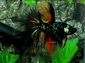 Black Green Star Galaxy Candy Halfmoon Male