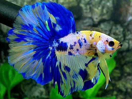 Yellow Blue Pink Galaxy Halfmoon Male