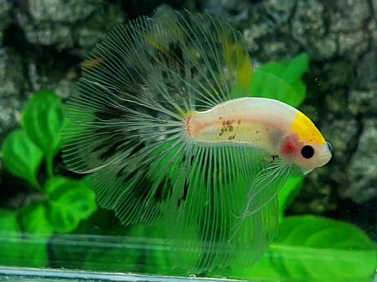 RARE Yellow Tancho Koi Halfmoon Male