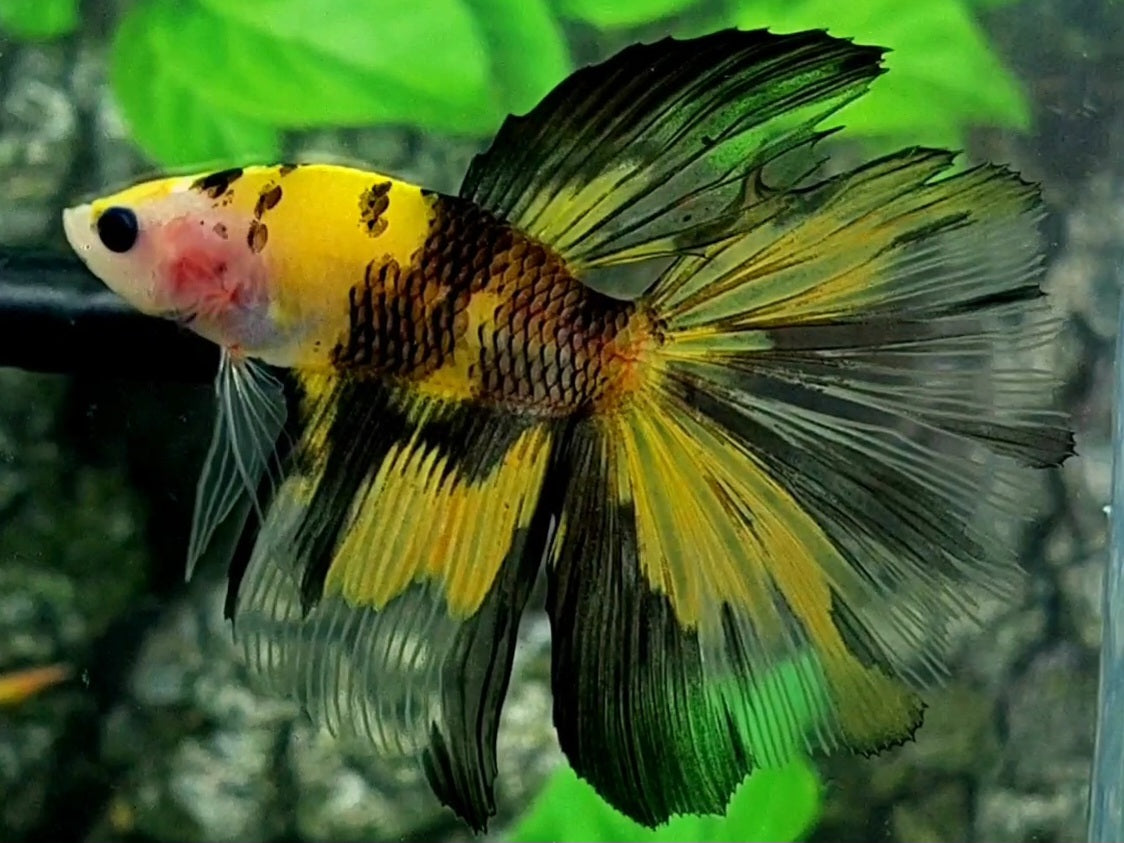 Yellow Black Bumble Bee Super Delta Halfmoon Male