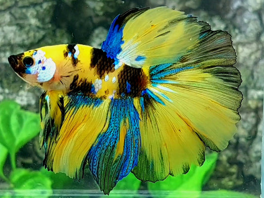 Yellow Tiger Blue Galaxy Halfmoon Male