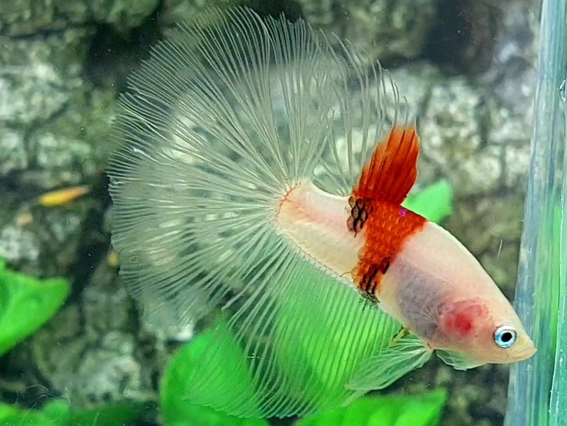 RARE Red Tancho Koi Halfmoon Male