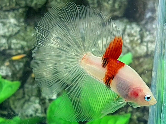 RARE Red Tancho Koi Halfmoon Male