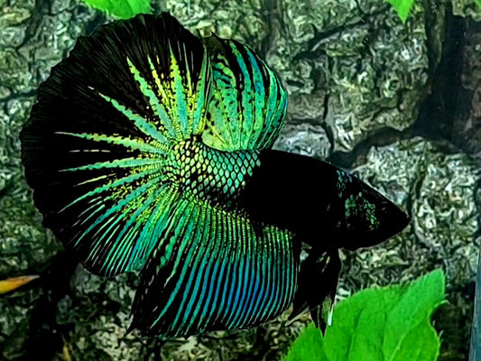 Black Green Light Startail Halfmoon Male