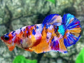 Multicolor Galaxy Candy HMPK Female For Sorority / Breed