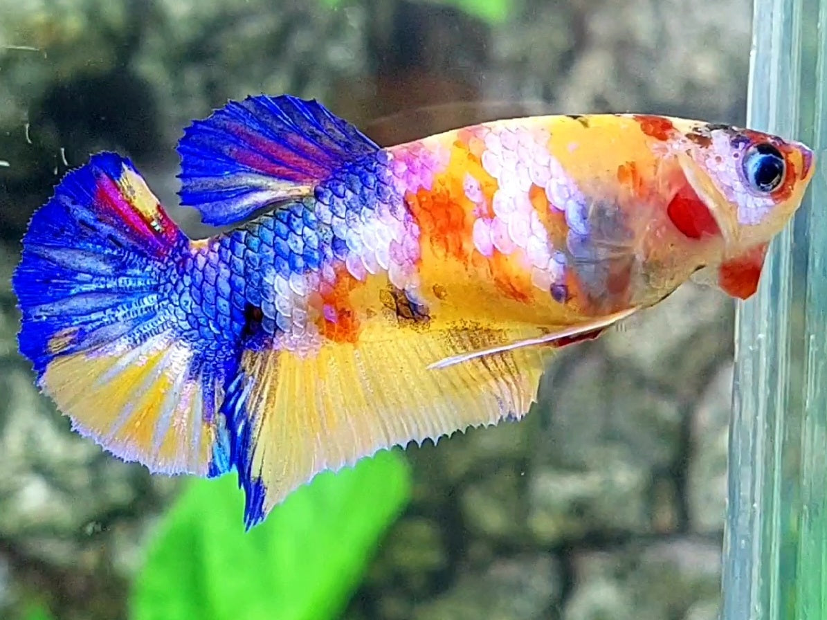 Multicolor Yellowbase Galaxy Candy HMPK Female For Sorority / Breed