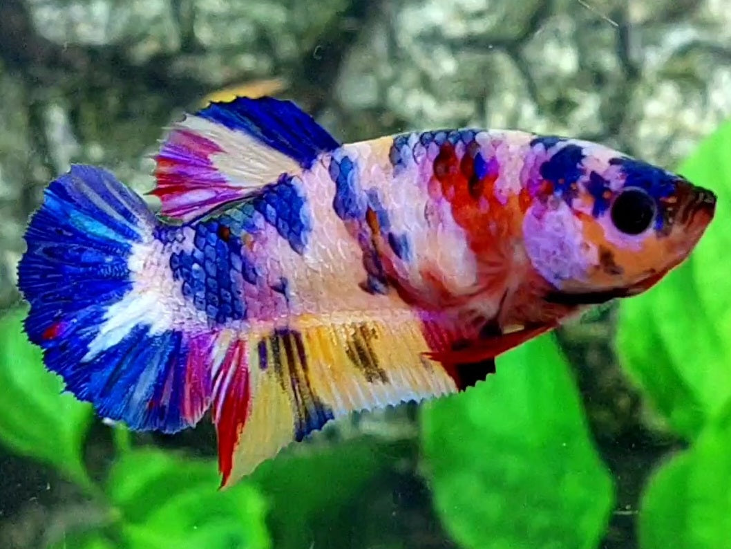 Multicolor Pink Blue Candy HMPK Female For Sorority / Breed