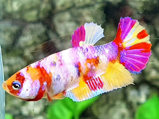 Multicolor Pink Candy HMPK Female For Sorority / Breed