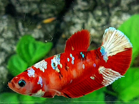 Red Galaxy Barongsai Lion Dance HMPK Female For Sorority / Breed