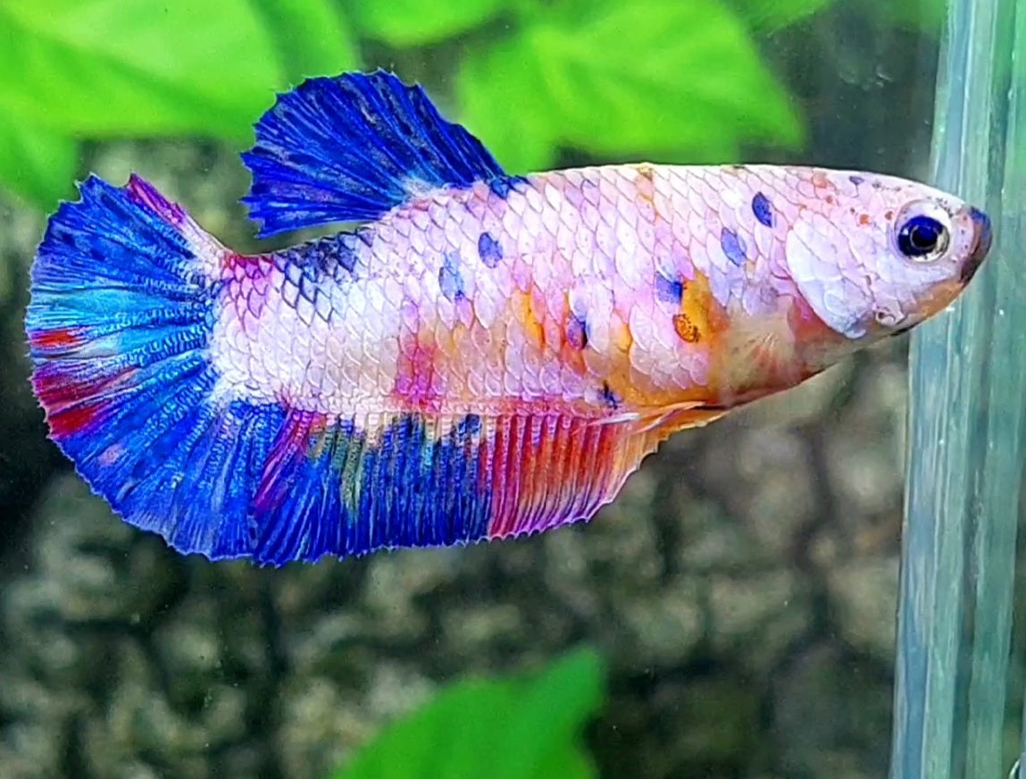 Multicolor Pink Candy HMPK Female For Sorority / Breed