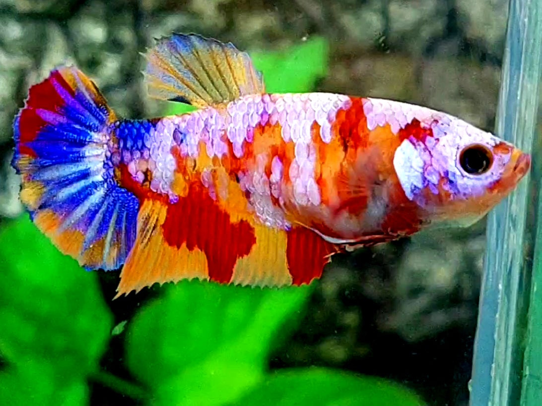 Multicolor Candy Galaxy HMPK Female For Sorority / Breed