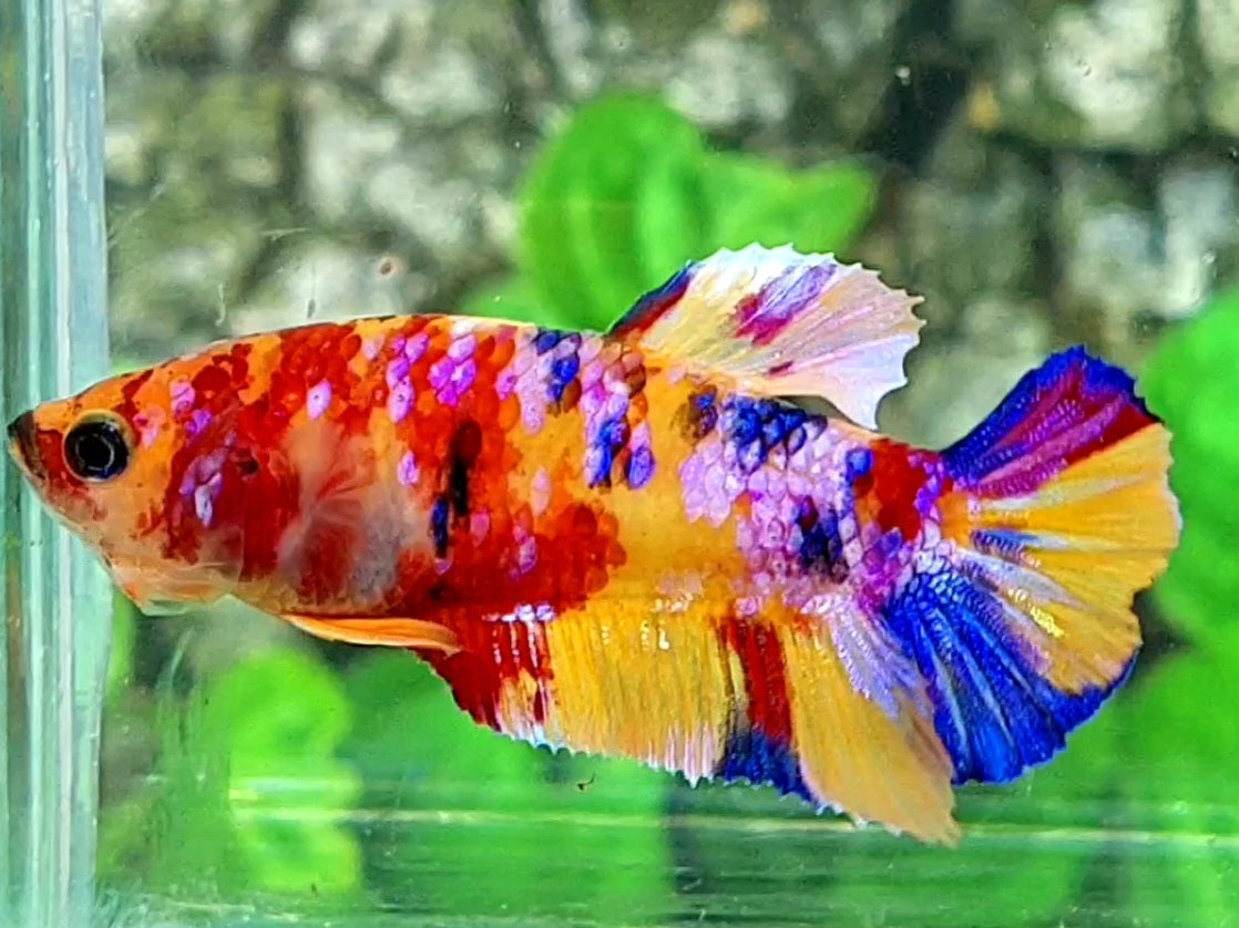 Multicolor Yellowbase Candy Galaxy HMPK Female For Sorority / Breed