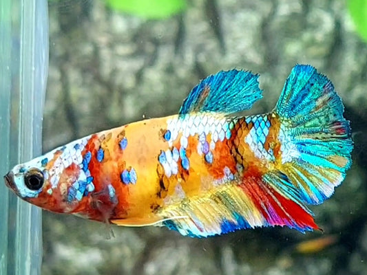 Multicolor Yellowbase Galaxy HMPK Female For Sorority / Breed