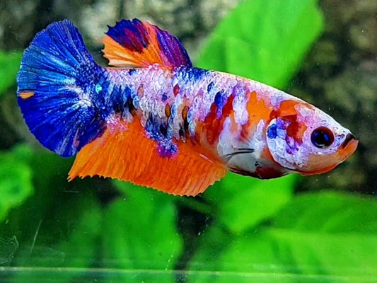 Multicolor Pink Candy Galaxy HMPK Female For Sorority / Breed