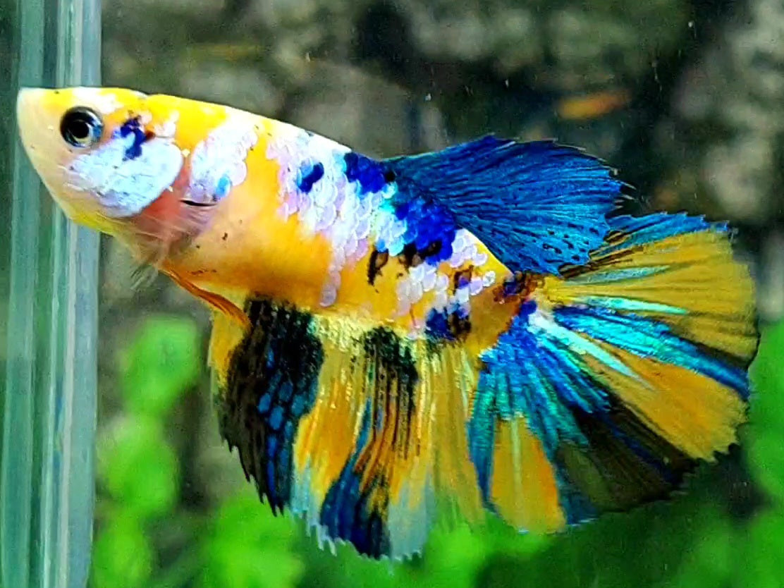 Yellow Blue Pink Galaxy Halfmoon Female For Sorority / Breed