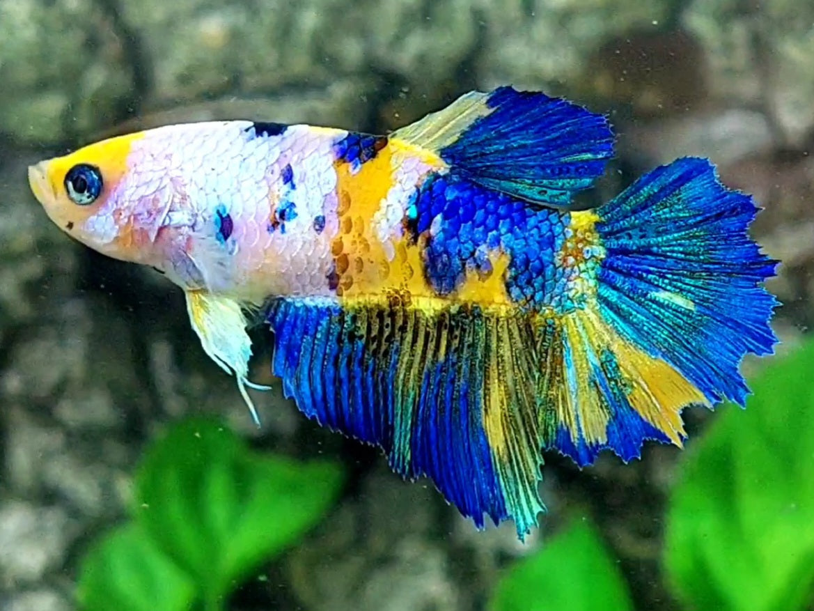 Yellow Blue Pink Galaxy Halfmoon Female For Sorority / Breed