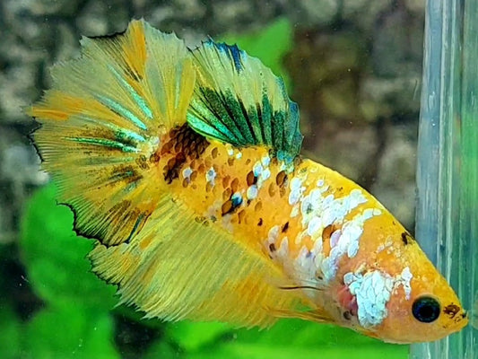 Yellow Green Tiger Galaxy Halfmoon Female For Sorority / Breed