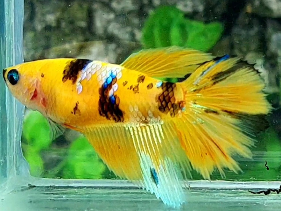 Yellow Tiger Galaxy Halfmoon Female For Sorority / Breed