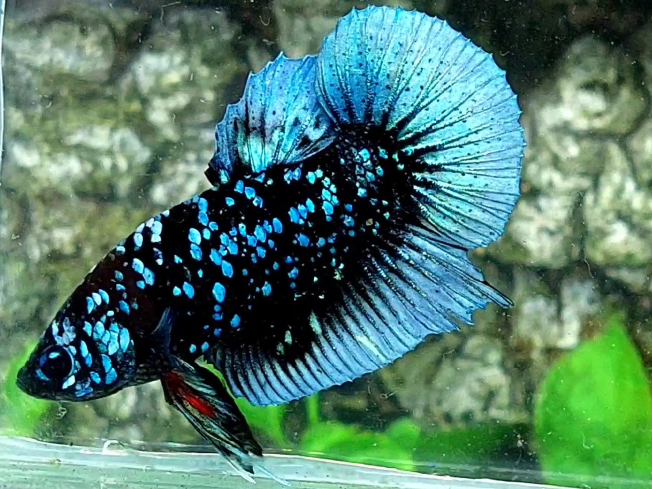 Blackstar Nebula Blue Steel HMPK Male