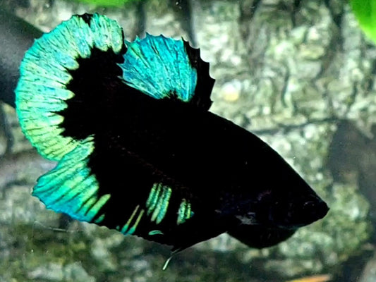 Black Turquoise Green Light HMPK Male